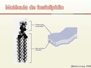 Molécula de fosfolipídio
(Berne e Levy, 2006
 