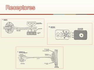 Receptores
 