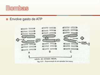  Envolve gasto de ATP
Bombas
 