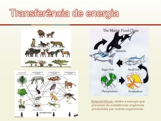 Transferência de energia
Heterotróficos: obtêm a energia que
precisam de substâncias orgânicas
produzidas por outros organismos.
 