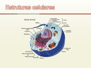 Estruturas celulares
 