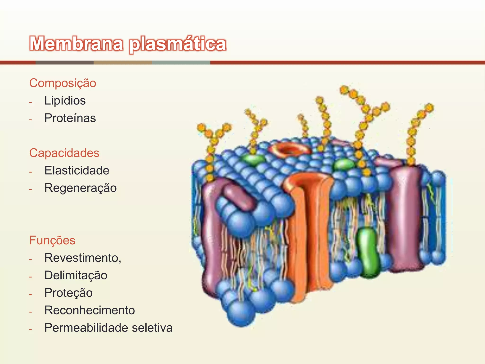 Membrana plasmática
Composição
- Lipídios
- Proteínas
Capacidades
- Elasticidade
- Regeneração
Funções
- Revestimento,
- Delimitação
- Proteção
- Reconhecimento
- Permeabilidade seletiva
 
