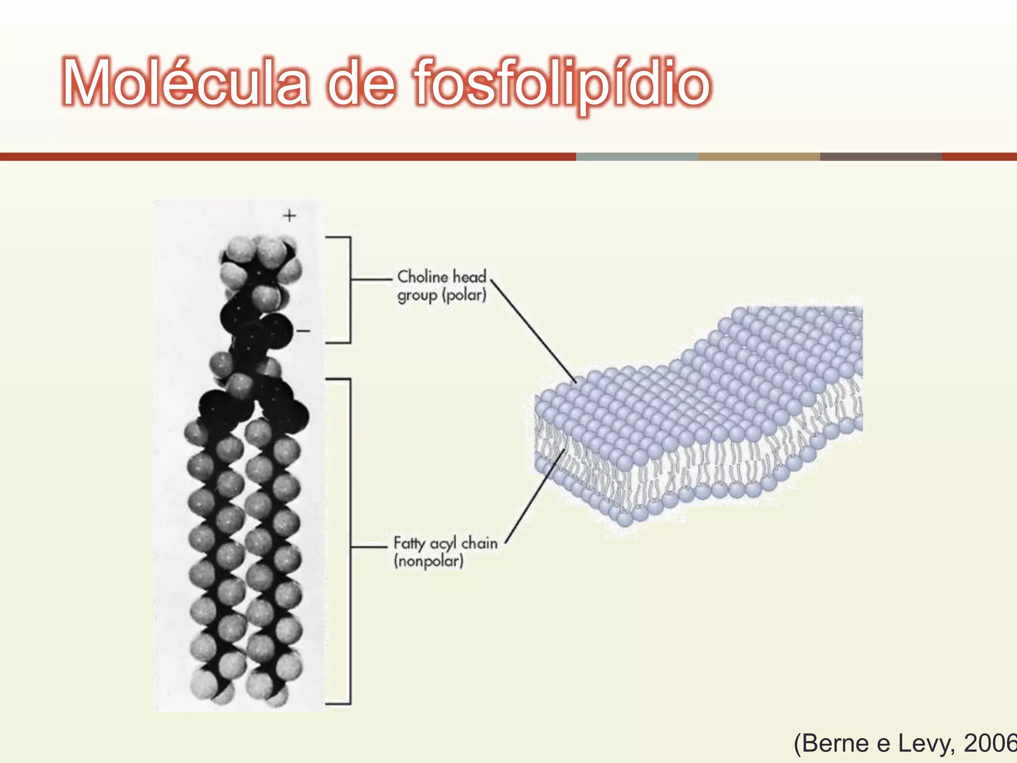 Molécula de fosfolipídio
(Berne e Levy, 2006
 