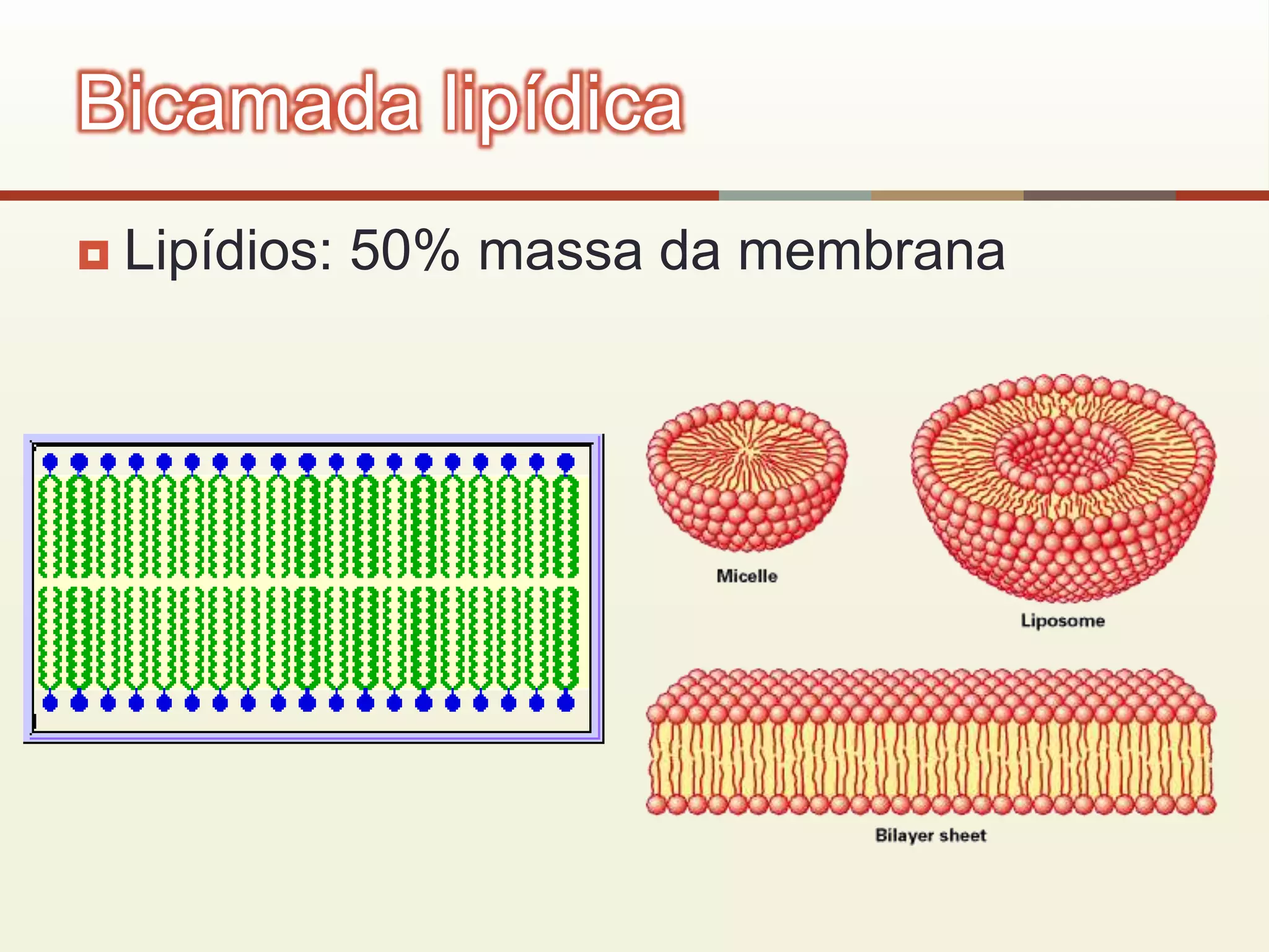  Lipídios: 50% massa da membrana
Bicamada lipídica
 