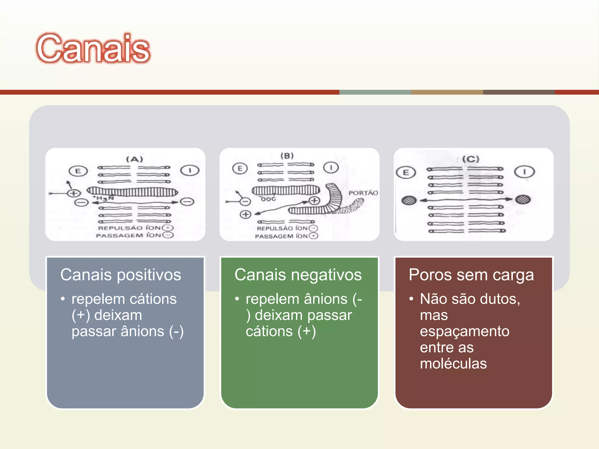 Canais positivos
• repelem cátions
(+) deixam
passar ânions (-)
Canais negativos
• repelem ânions (-
) deixam passar
cátions (+)
Poros sem carga
• Não são dutos,
mas
espaçamento
entre as
moléculas
Canais
 
