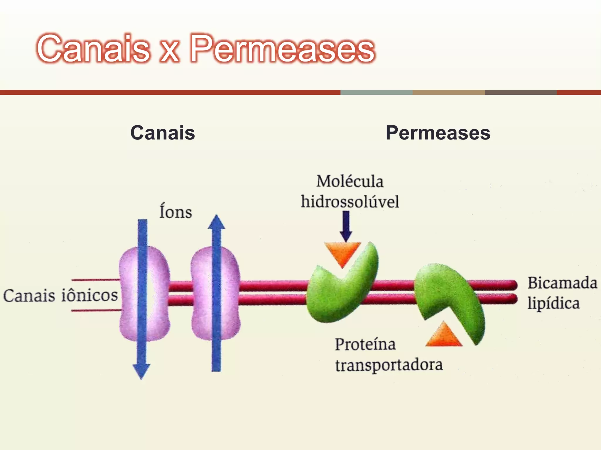 Canais Permeases
Canais x Permeases
 
