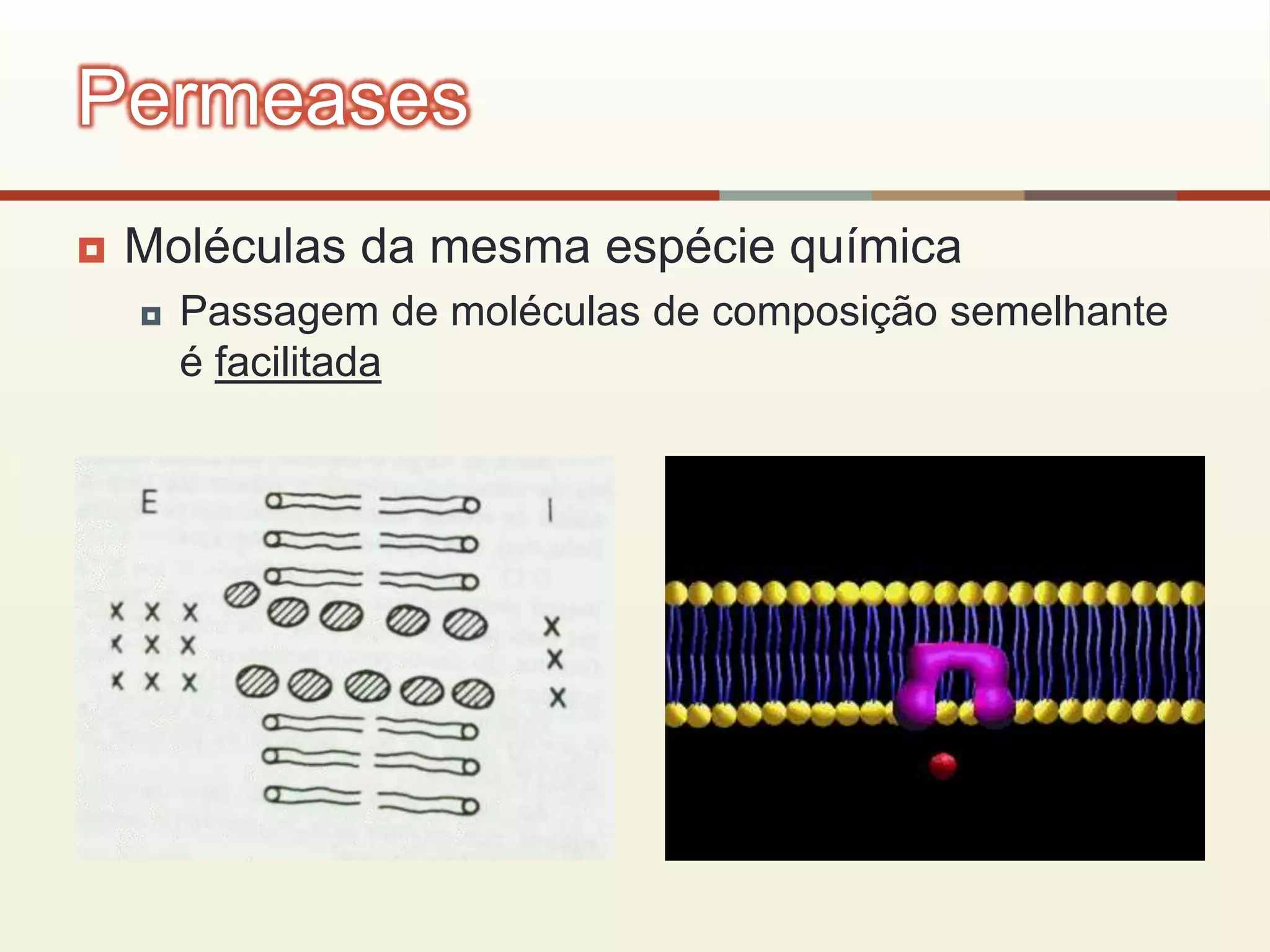  Moléculas da mesma espécie química
 Passagem de moléculas de composição semelhante
é facilitada
Permeases
 