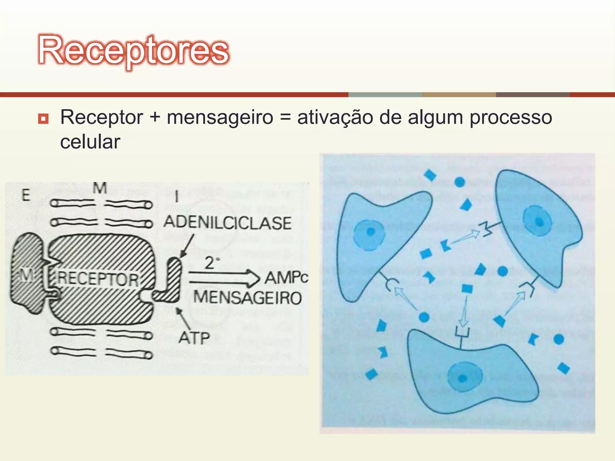  Receptor + mensageiro = ativação de algum processo
celular
Receptores
 