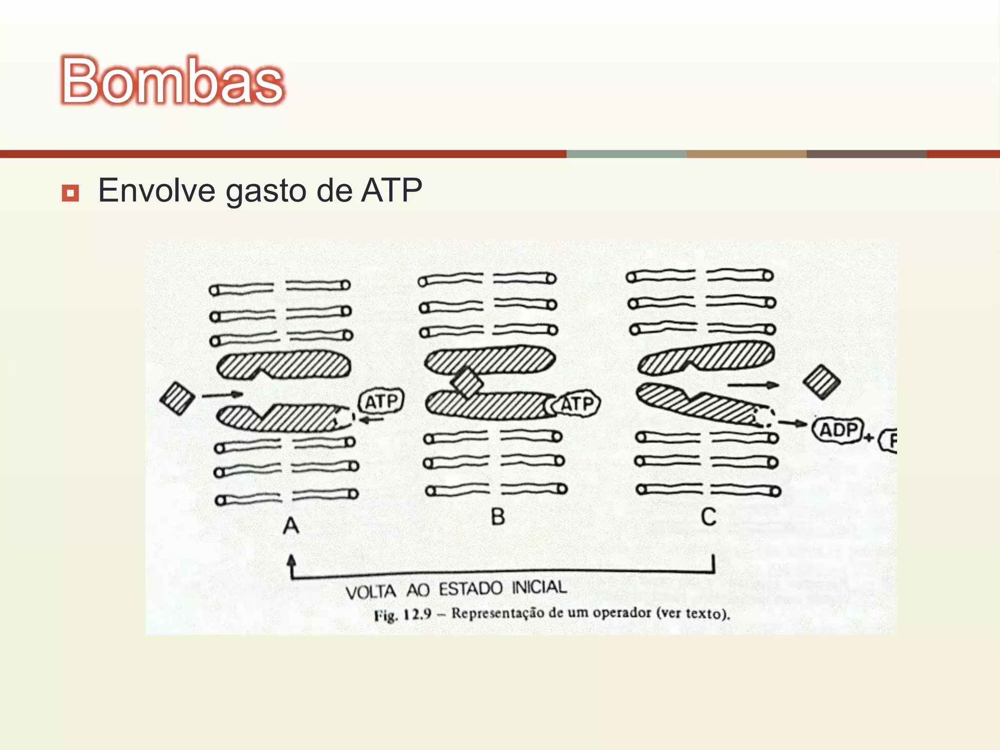  Envolve gasto de ATP
Bombas
 