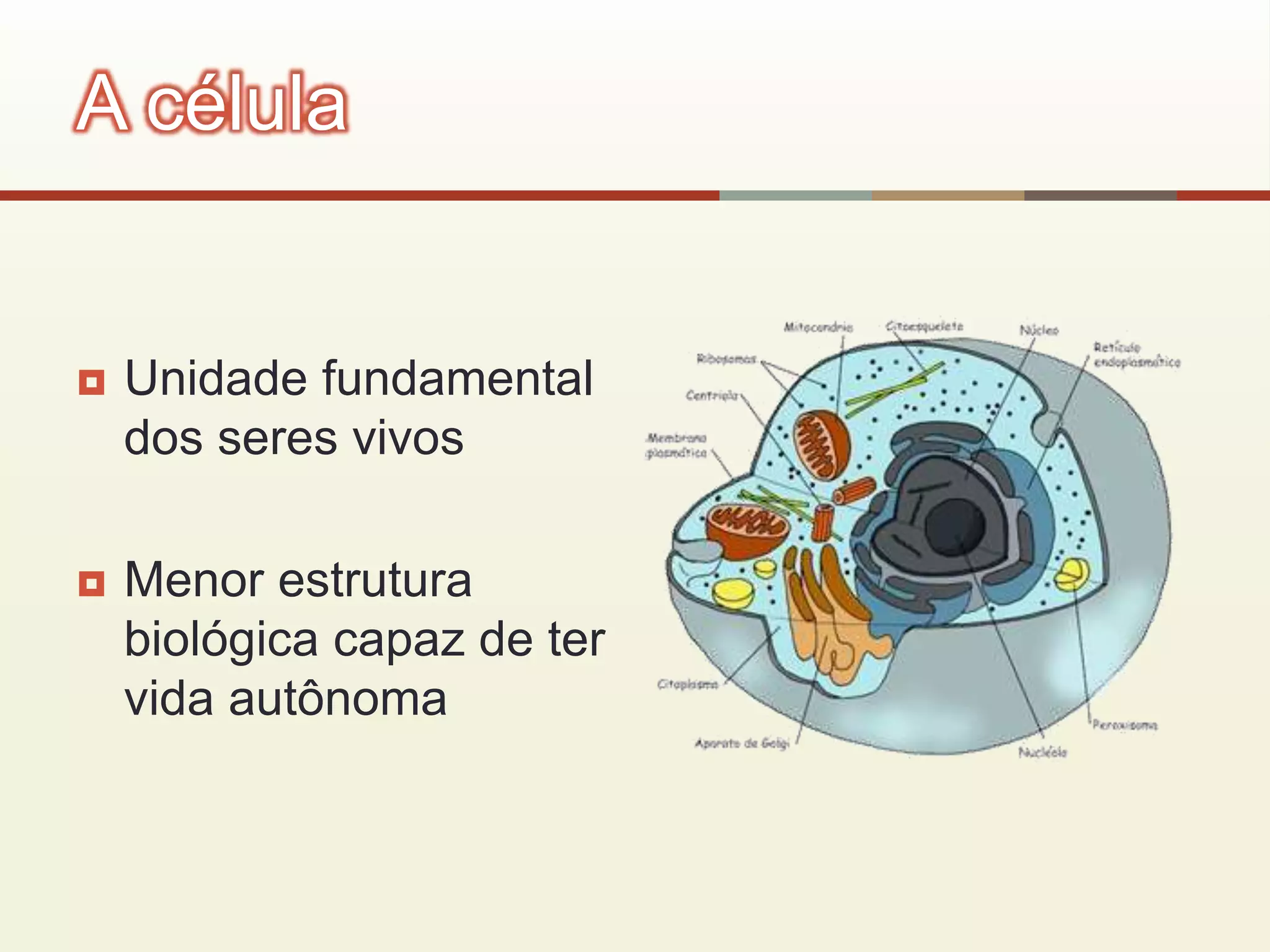  Unidade fundamental
dos seres vivos
 Menor estrutura
biológica capaz de ter
vida autônoma
A célula
 