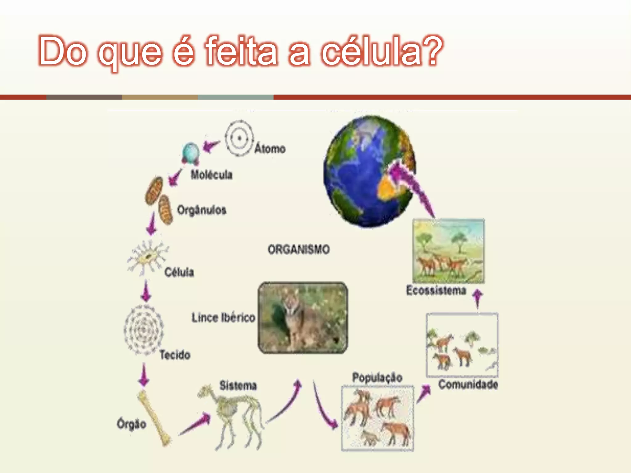 Do que é feita a célula?
 