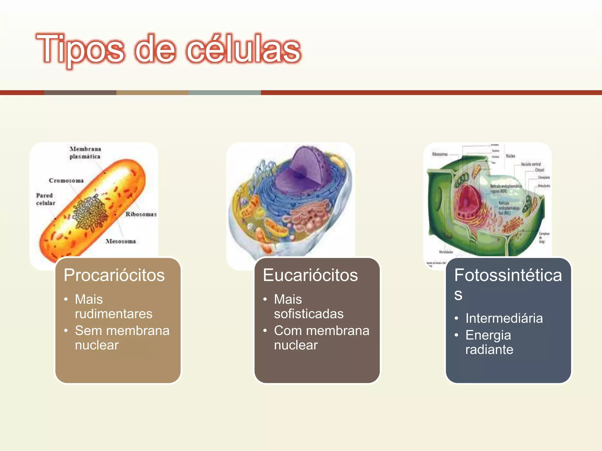 Procariócitos
• Mais
rudimentares
• Sem membrana
nuclear
Eucariócitos
• Mais
sofisticadas
• Com membrana
nuclear
Fotossintética
s
• Intermediária
• Energia
radiante
Tipos de células
 