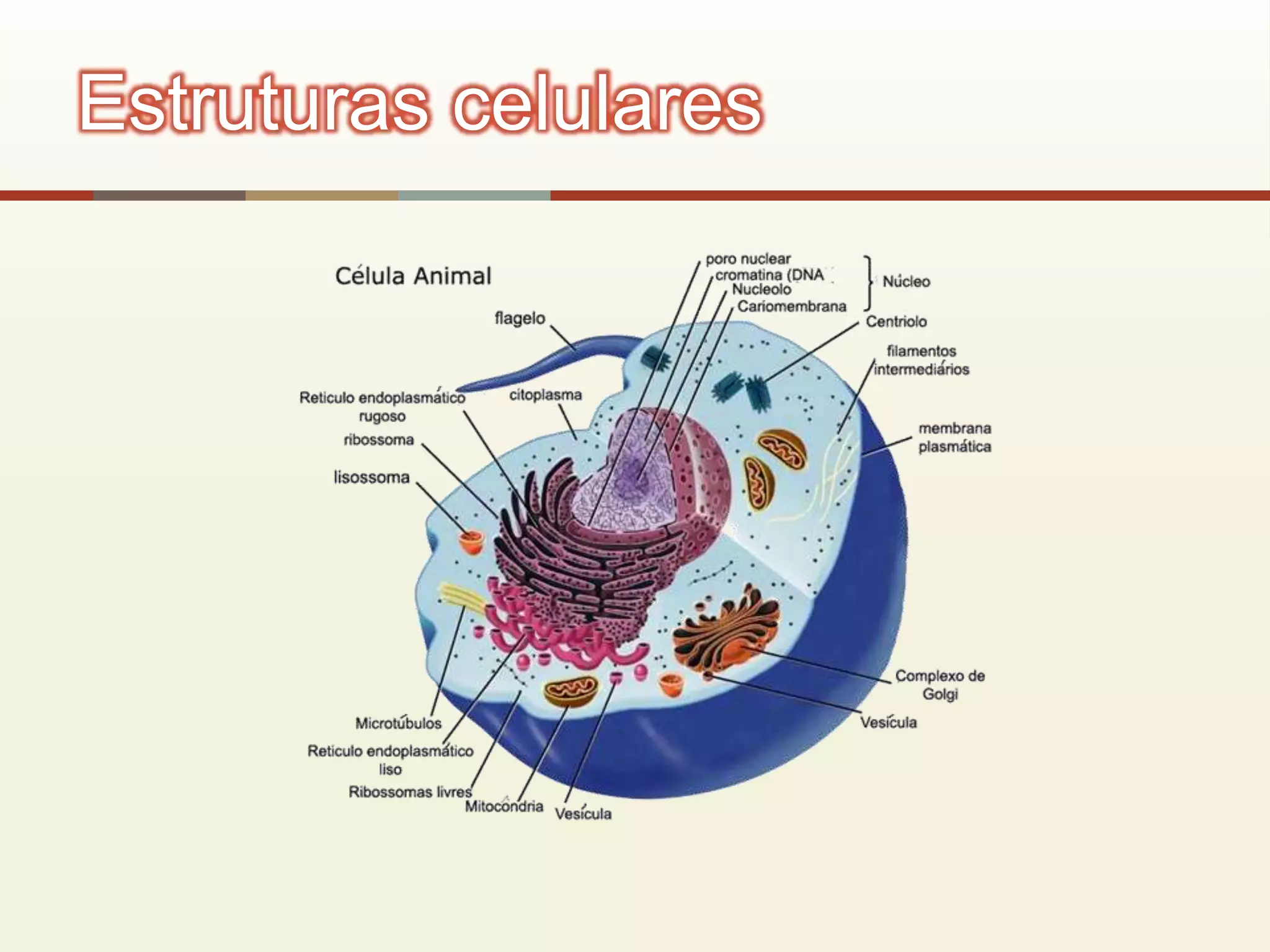 Estruturas celulares
 