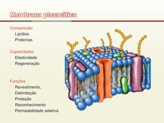Membrana plasmática
Composição
- Lipídios
- Proteínas
Capacidades
- Elasticidade
- Regeneração
Funções
- Revestimento,
- Delimitação
- Proteção
- Reconhecimento
- Permeabilidade seletiva
 