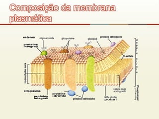 Composição da membrana
plasmática
 