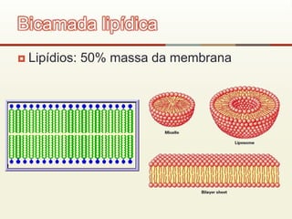  Lipídios: 50% massa da membrana
Bicamada lipídica
 