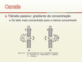  Trânsito passivo: gradiente de concentração
 Do lado mais concentrado para o menos concentrado
Canais
 
