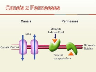Canais Permeases
Canais x Permeases
 