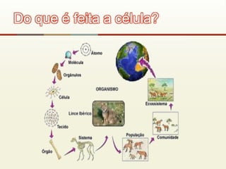 Do que é feita a célula?
 