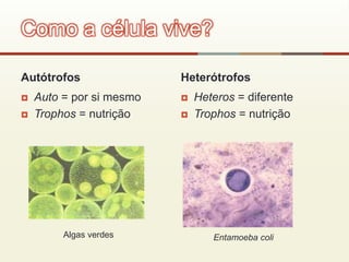 Autótrofos
 Auto = por si mesmo
 Trophos = nutrição
Heterótrofos
 Heteros = diferente
 Trophos = nutrição
Como a célula vive?
Entamoeba coliAlgas verdes
 