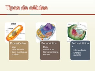 Procariócitos
• Mais
rudimentares
• Sem membrana
nuclear
Eucariócitos
• Mais
sofisticadas
• Com membrana
nuclear
Fotossintética
s
• Intermediária
• Energia
radiante
Tipos de células
 