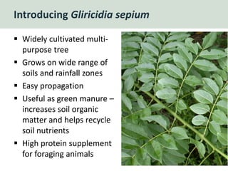 Introducing Gliricidia sepium
 Widely cultivated multi-
purpose tree
 Grows on wide range of
soils and rainfall zones
 Easy propagation
 Useful as green manure –
increases soil organic
matter and helps recycle
soil nutrients
 High protein supplement
for foraging animals
14
 
