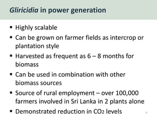 Gliricidia in power generation
 Highly scalable
 Can be grown on farmer fields as intercrop or
plantation style
 Harvested as frequent as 6 – 8 months for
biomass
 Can be used in combination with other
biomass sources
 Source of rural employment – over 100,000
farmers involved in Sri Lanka in 2 plants alone
 Demonstrated reduction in CO2 levels 15
 