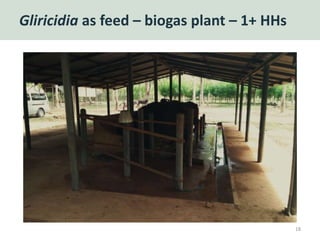 Gliricidia as feed – biogas plant – 1+ HHs
18
 