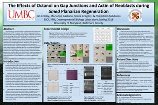 The Effects of Octanol on Gap Junctions and Actin of Neoblasts during
Smed Planarian Regeneration
Ian Crosby, Marianne Gadiano, Shana Gregory, & Nkemdilim Ndubuizu
BIOL 340L Developmental Biology Laboratory, Spring 2016
University of Maryland, Baltimore County
Abstract
Planaria have an amazing ability to regenerate into entirely new
beings from 1/279th
of a piece. Their ability to regenerate is due to
their stem cells called neoblasts being able to proliferate and move to
the site of damage before differentiating. Cell movement is mediated
by cytoskeletal rearrangement, specifically, actin and myosin
dynamics. This detailed process must be coordinated by signaling
between cells. One way that cells can relay messages for coordinated
movements is through gap junctions. However, if the signal is not
relayed between cells or relayed improperly, cell migration is
abnormal. We believe that by inhibiting the function of gap junctions
using octanol, we will impair the signal for cell movement between
cells, therefore altering the levels of actin and myosin in planarian
neoblasts. Our data suggests that there is little correlation between
gap junction inhibition and levels of actin within regenerating planaria.
Understanding the signaling mechanism in planarian regeneration is
important because it can be applied to the field of regenerative
medicine.
Introduction
❖ The remarkable regenerative abilities of the Schmidtea
mediterranea planarian have captured the attention of scientists
who hope to apply this ability to humans, such as the regeneration
of insulin cells for those with diabetes and the regeneration of
nerve cells for those with spinal cord injuries.
❖ Following injury, the planarian cells begin the process of
regeneration by contracting around the injury site, reducing the
wound size. After 24 hours, local cell death peaks and neoblasts
proliferate around the site [2]. Within 6-8 hours following injury,
mitotic activity of neoblasts is at its peak. This peak is more
sustained three days after injury. At these timepoints, it is thought
that progenitors which were generated during wounding migrate
to the injury site and form a regeneration blastema [4]. Within a
week, the planarian would have regenerated to its full size.
❖ The process of regeneration would not be possible without
sufficient cell communication. We believe that gap junctions, a
specialized intercellular connection used to diffuse certain
molecules directly between the cytoplasm of two different cells,
and actin, the motility protein that is involved with localization of
cells, may play a role in neoblast migration during planarian
regeneration [3][1].
Experimental Design
Data/Results
References
[1] A Mogilner et al(1996). Call motility driven by actin polymerization.
Biophys J. 71(6): 3030–3045.
[2] Harshani, P. T., Hoyer, K. K., & Oviedo, N. J. (2014). Innate immune
system and tissue regeneration in planarians: An area ripe for exploration.
Seminars in Immunology, 26(4), 295-302.
[3] N.J. Oviedo et al (2010) Long-range neural and gap junction protein-
mediated cues control polarity during planarian regeneration. Dev. Biol.,
339 , pp. 188–199
[4] Rink, J. (n.d). Stem cell systems and regeneration in planaria.
Development Genes And Evolution, 223(1-2), 67-84.
Discussion
❖ Under the microscope, it seems that regeneration and
movement was not hindered with the increasing concentrations
of octanol for all three timepoints. (Figs. 2-4)
❖ Looking at the data from the western blots, it appears that
the levels of actin remained fairly constant. (Figs. 5-7) However,
this would need to be determined using a loading control.
❖ Actin band was vivid in the 18-hr 0% octanol planaria heads
(Figure 8).
❖ Most actin bands were too faint to tell whether actin levels
have changed while the planaria were exposed to octanol. (Figs.
8-10) This may be due to sample evaporation during PCR or
insufficient loading of samples onto the gels.
❖ Based on how far the actin bands travelled, it seems that
actin is consistent at all concentrations and timepoints.
❖ It seems that actin and gap junctions have little correlation.
More experiments will need to be conducted.
Future Directions
❖ Gap junctions might regulate the certain secondary
structures of actin which could lead to the janus heads
observed when planaria are treated with octanol, and so we
would like to repeat the experiment focusing on these
structures.
❖ Examine presence of filamentous actin through the use of
immuno fluorescence.
Figure 1: Well plate were set-up with different octanol concentrations
and timepoints; H = heads, T = tails, 0 = planaria water (negative
control), 25 = 25% concentration (63.5 uM), 50 = 50% concentration
(127 uM), 75 = 75% concentration (190.5 uM).
Figures 2-4 (above, from left to right): 18 hour, 4 day, and 1 week planaria (respectively) in well-plate before dispensing in
RNAlater.
KEY
Lane:1,10 Ladder
Lane:2,6 Negative Control
Lane:3,7 25%
Lane:4,8 50%
Lane:5,9 75%
Figure 8 (Top Left): 18 hour PCR gel
Figure 9 (Bottom): 4 day PCR gel
Figure 10 (Top Right): 1 week PCR gel
Acknowledgements
❖ Dr. Cynthia Wagner for facilitating the class
❖ BIOL 340L Grad TA’s Jesse Fox and Jong Park for general lab
help
❖ BIOL 340L Classmates
α-JLA 20
43kDa
Figure 5 (Top Left): 18 hour western blot gel
Figure 6 (Bottom): 4 day western blot gel
Figure 7 (Top Right): 1 week western blot gel
KEY
Lane 1: 100bp DNA Ladder
Lane 2: 0% Octanol Heads (OH)
Lane 3: 0% Octanol Tails (OT)
Lanes 4-9: 25H, 25T, 50H,
50T, 75H, 75T
A: Actb (Beta-actin)
C: HSP60 (control)
Actb
Actb
Actb
Lanes: 1 2 3 4 5 6 7 8 9
Heads Tails
HSP601,622 bp
1,162 bp
 