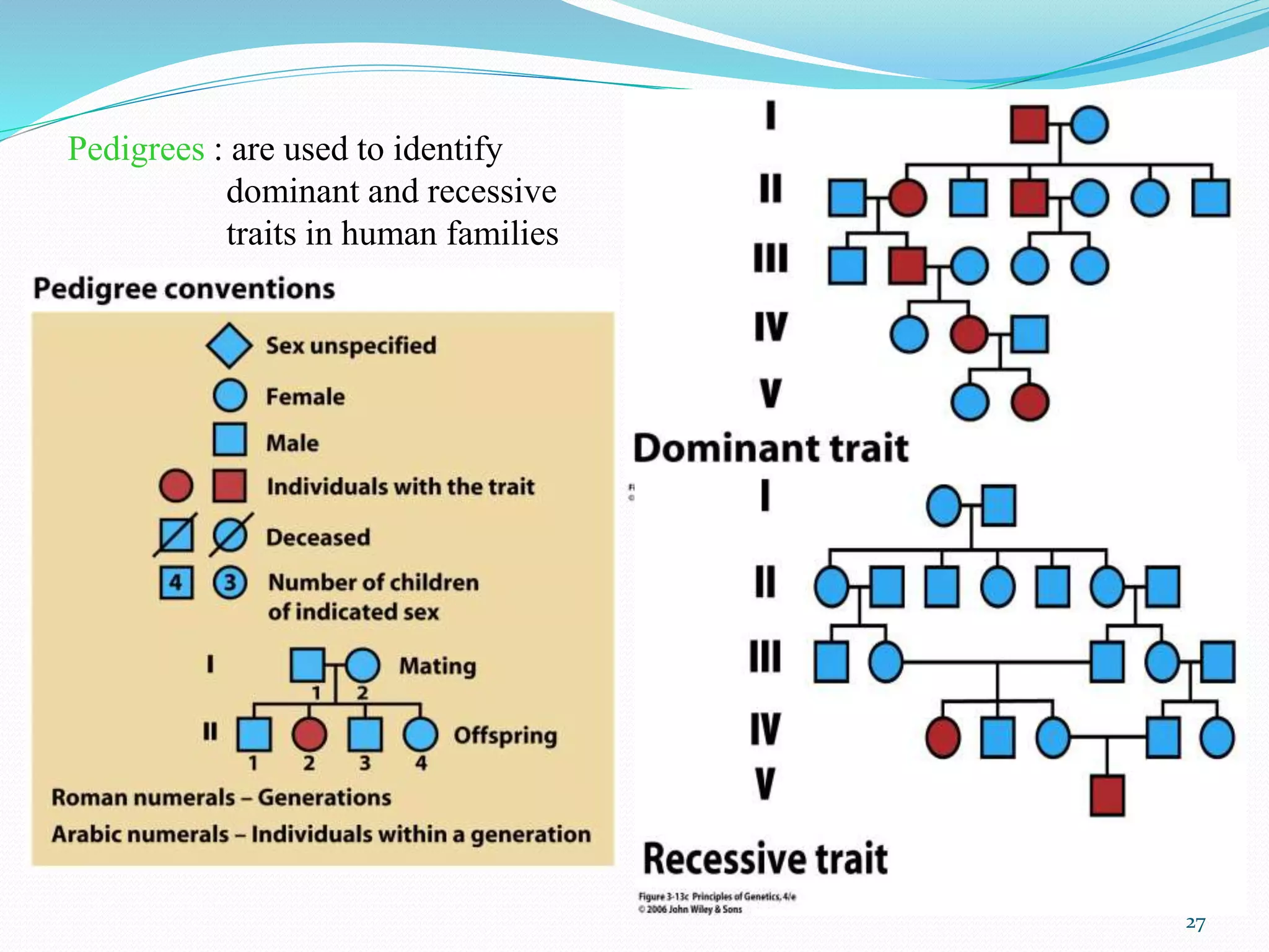 Pedigrees : are used to identify
dominant and recessive
traits in human families
27
 