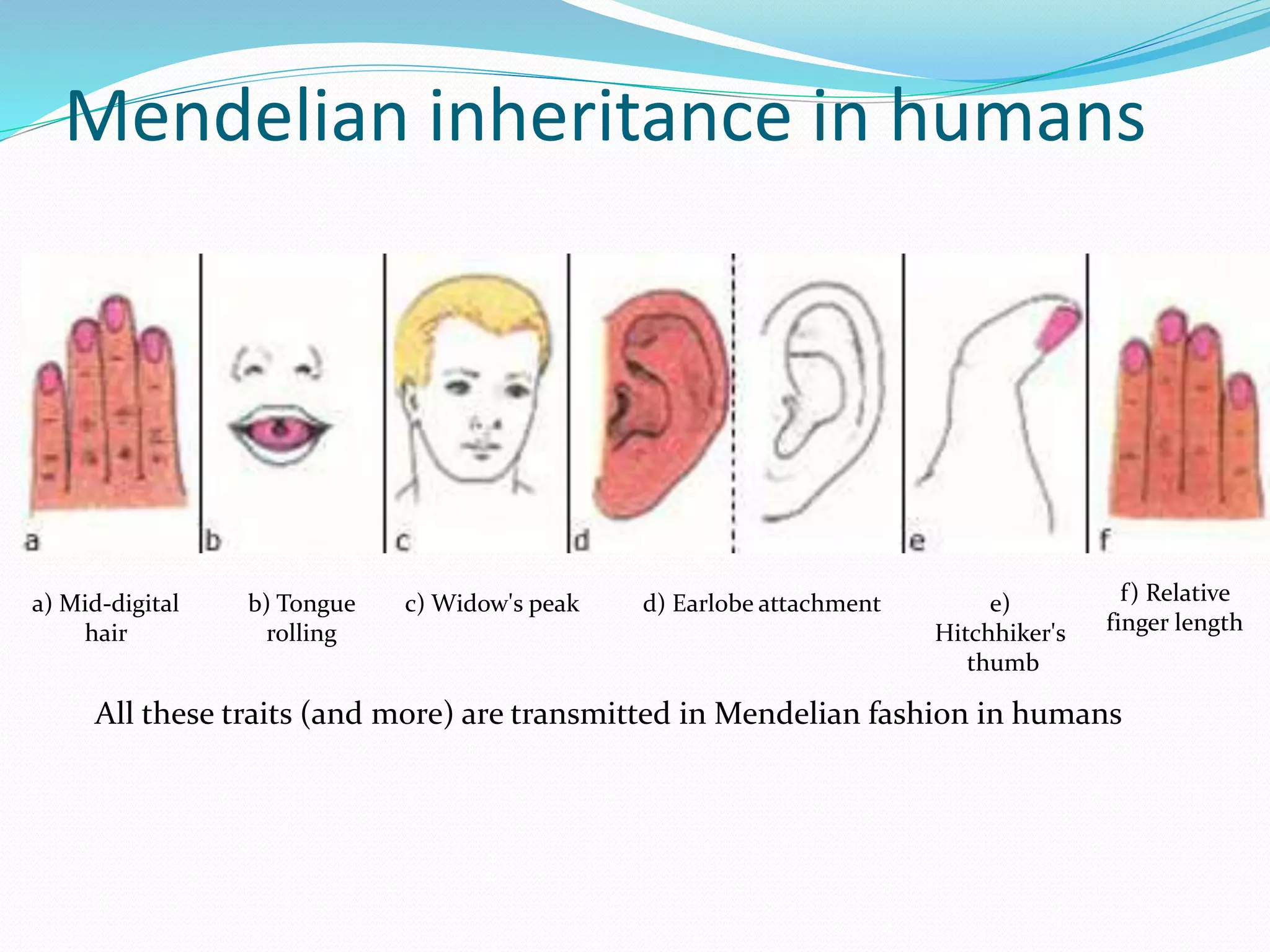 Mendelian inheritance in humans
d) Earlobe attachmenta) Mid-digital
hair
b) Tongue
rolling
c) Widow's peak e)
Hitchhiker's
thumb
f) Relative
finger length
All these traits (and more) are transmitted in Mendelian fashion in humans
 