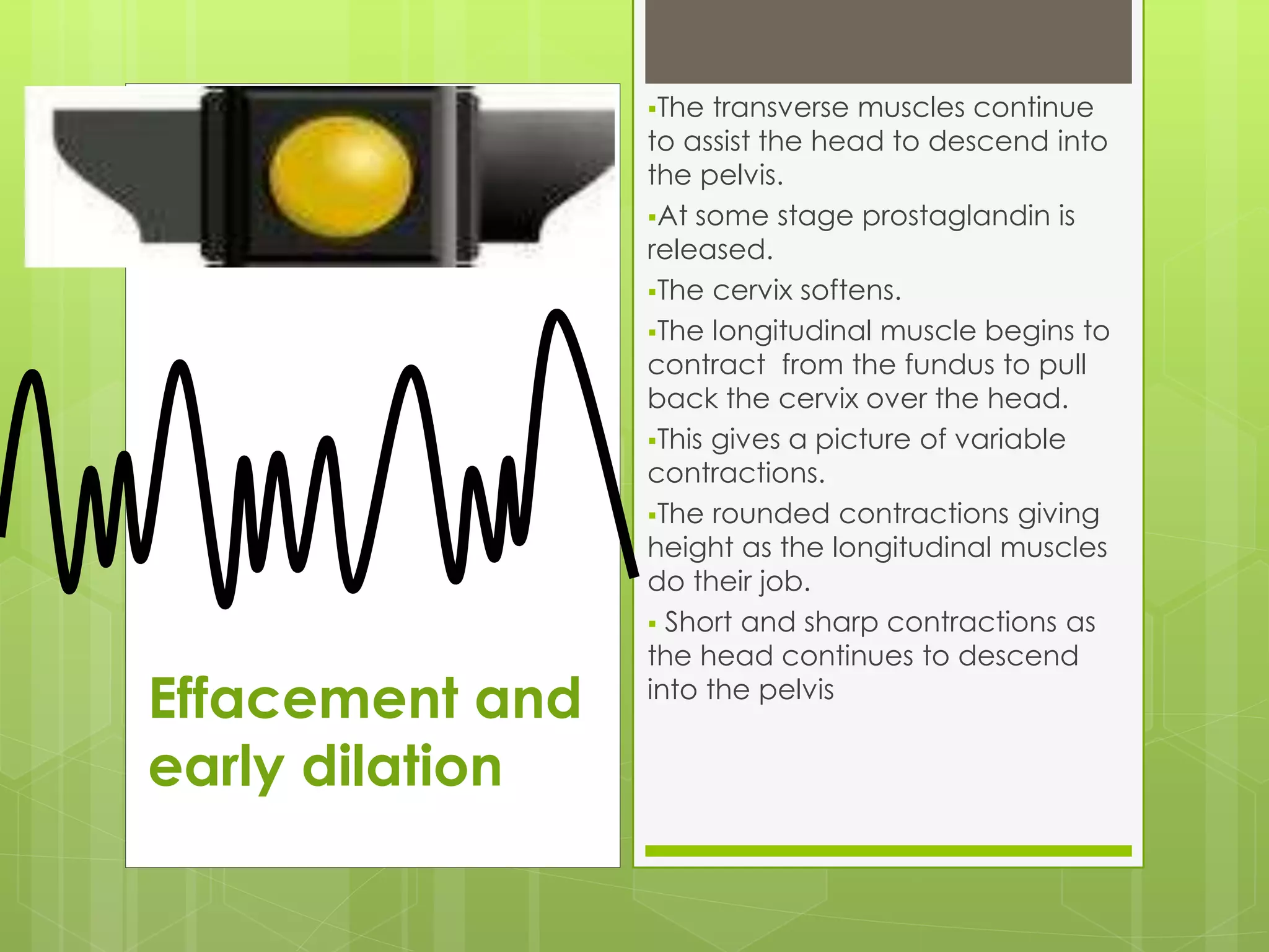 The transverse muscles continue
to assist the head to descend into
the pelvis.
At some stage prostaglandin is
released.
The cervix softens.
The longitudinal muscle begins to
contract from the fundus to pull
back the cervix over the head.
This gives a picture of variable
contractions.
The rounded contractions giving
height as the longitudinal muscles
do their job.
 Short and sharp contractions as
the head continues to descend
into the pelvis
Effacement and
early dilation
 