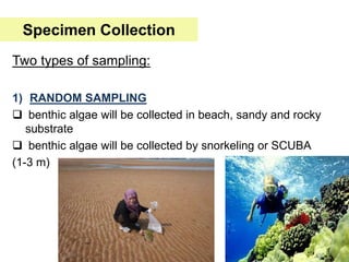 Two types of sampling:
1) RANDOM SAMPLING
 benthic algae will be collected in beach, sandy and rocky
substrate
 benthic algae will be collected by snorkeling or SCUBA
(1-3 m)
Specimen Collection
 