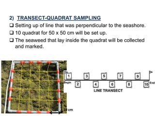 2) TRANSECT-QUADRAT SAMPLING
 Setting up of line that was perpendicular to the seashore.
 10 quadrat for 50 x 50 cm will be set up.
 The seaweed that lay inside the quadrat will be collected
and marked.
10 cm
 