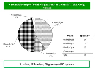 Chlorophyta
40%
Phaeophyta
11%
Rhodophyta
46%
Cyanophyta
3%
Division Species No.
Chlorophyta 14
Phaeophyta 4
Rhodophyta 16
Cyanophyta 1
Total 35
• Total percentage of benthic algae study by division at Telok Gong,
Melaka
9 orders, 12 families, 20 genus and 35 species
 