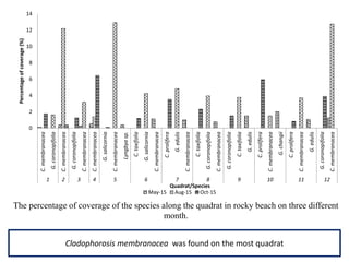 0
2
4
6
8
10
12
14
C.membranacea
G.coronopifolia
C.membranacea
G.coronopifolia
C.membranacea
C.membranacea
G.salicornia
C.membranacea
Lyngbyasp.
C.taxifolia
G.salicornia
C.membranacea
C.prolifera
G.edulis
C.membranacea
C.taxifolia
G.coronopifolia
C.membranacea
G.coronopifolia
C.taxifolia
G.edulis
C.prolifera
C.membranacea
G.changii
C.prolifera
C.membranacea
G.edulis
G.coronopifolia
C.membranacea
1 2 3 4 5 6 7 8 9 10 11 12
Percentageofcoverage(%)
Quadrat/Species
May-15 Aug-15 Oct-15
The percentage of coverage of the species along the quadrat in rocky beach on three different
month.
Cladophorosis membranacea was found on the most quadrat
 