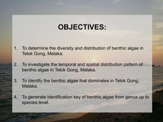 OBJECTIVES:
1. To determine the diversity and distribution of benthic algae in
Telok Gong, Melaka.
2. To investigate the temporal and spatial distribution pattern of
benthic algae in Telok Gong, Melaka.
3. To identify the benthic algae that dominates in Telok Gong,
Melaka.
4. To generate identification key of benthic algae from genus up to
species level.
 