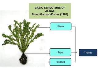 BASIC STRUCTURE OF
ALGAE
Trono Ganzon-Fortes (1988)
Blade
Stipe
Holdfast
Thallus
 