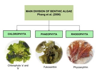 MAIN DIVISION OF BENTHIC ALGAE
Phang et al. (2006)
CHLOROPHYTA RHODOPHYTAPHAEOPHYTA
Chlorophyta ‘a’ and
‘b’
Fukoxanthin Phycoerytrhin
 