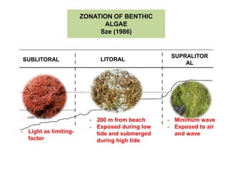 ZONATION OF BENTHIC
ALGAE
Sze (1986)
SUBLITORAL LITORAL
SUPRALITOR
AL
I
I
I
I
I
I
I
I
I
I
I
I
I
I
I
I
I
I
I
I
I
I- 200 m from beach
- Exposed during low
tide and submerged
during high tide
- Minimum wave
- Exposed to air
and wave- Light as limiting-
factor
 