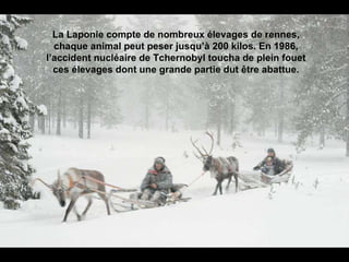 La Laponie compte de nombreux élevages de rennes, chaque animal peut peser jusqu’à 200 kilos. En 1986, l’accident nucléaire de Tchernobyl toucha de plein fouet ces élevages dont une grande partie dut être abattue. 