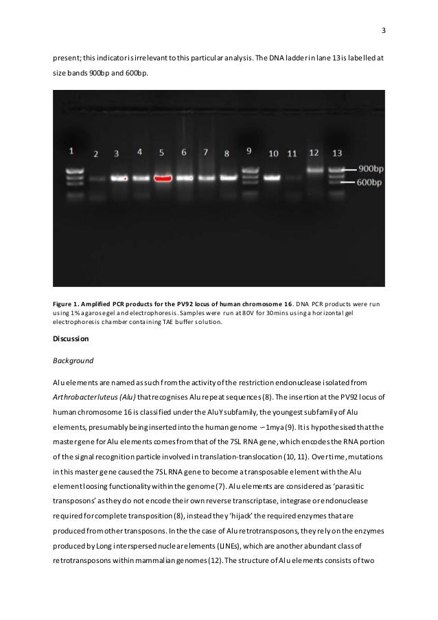 Pcr Lab Analyzing The Alu Pv92 Genetic