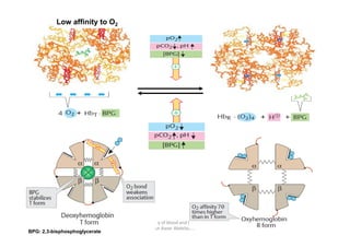Low affinity to O2
83
Chemistry of blood and body fluids
Dr Aaser Abdelazim
01-12-2011
BPG: 2,3-bisphosphoglycerate
 
