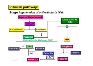 Intrinsic pathway:
Intrinsic pathway:
Intrinsic pathway:
Intrinsic pathway:
Stage I: generation of active factor X (Xa):
Prekallikrein Kallikrein
Collagen
Active factor XII
(XIIa)
Injured blood vessel
+
01-12-2011 104
Factor XII
High molecular kininogen HMK HMK
Bradykinin
Factor XI
Factor XIa
Factor IX
Factor IXa
Ca
Ca
Ca
Ca2+
2+
2+
2+
Factor X
Factor Xa
PL
Ca
Ca
Ca
Ca2+
2+
2+
2+
VIIIa
 