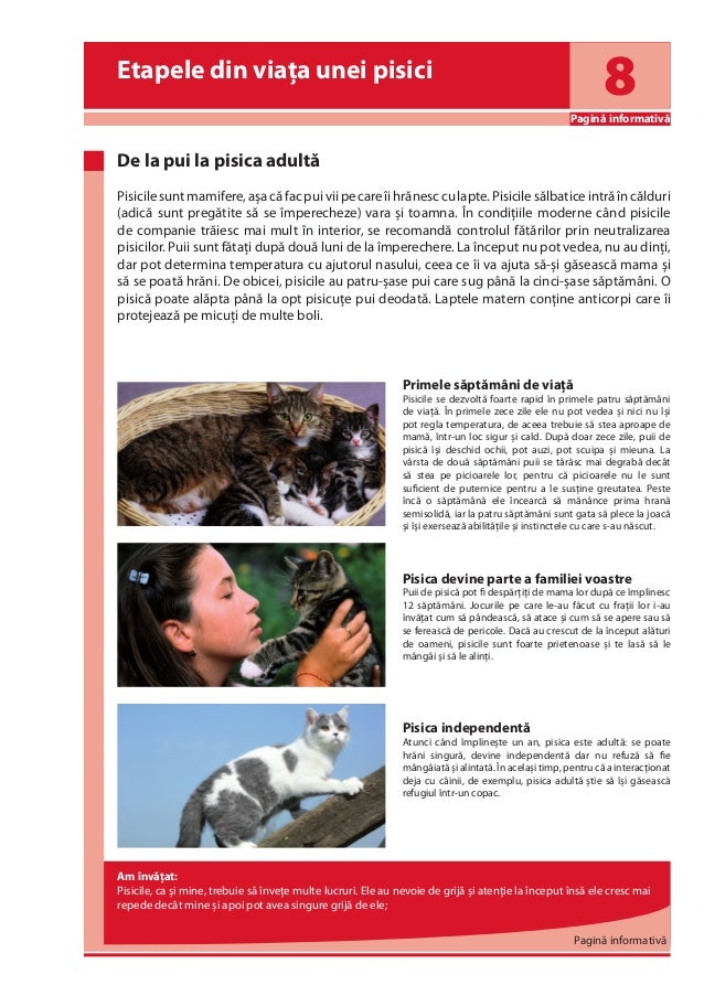 Fascinating Cats