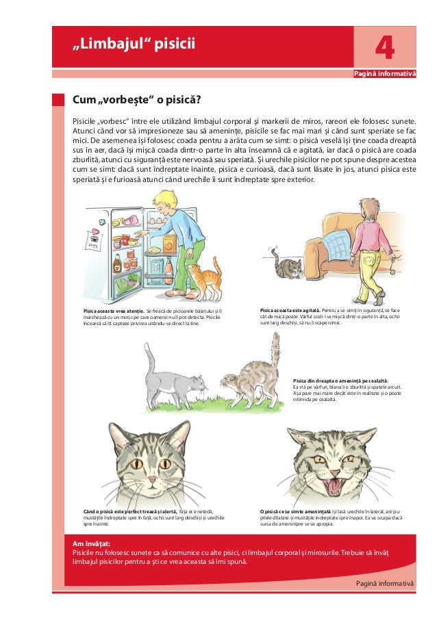 Fascinating Cats