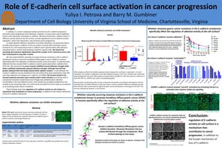 Abstract
  E-cadherin is a tumor suppressor protein and the loss of E-cadherin expression
promotes tumor progression and metastasis. However, in many cases cells of epithelial
tumors and metastases still express E-cadherin. We have found that E-cadherin exists in
different activity states at the cell surface, and we hypothesize loss of cadherin activity
regulation, rather than expression, may promote cancer progression.
To study whether adhesion activation can inhibit metastasis, we tested the effects
of mAbs that activate E-cadherin at the cell surface. Animals with orthotopic tumors
formed by 4T1 cells expressing human E-cadherin were injected either with adhesion-
activating mAb or neutral nonactivating E-cadherin-specific mAb. We found that 
activating Ab treatment significantly reduced the number of 4T1 mammary tumor cells 
that metastasized to lung after 4 weeks.
We also asked whether naturally occurring missense mutations in the E-cadherin
ectodomain known to promote hereditary diffuse gastric cancer (HDGC) in humans
specifically affect the regulation of adhesive activity at the cell surface. To examine basic
adhesive function several HDGC E-cadherin mutants were expressed in cadherin-free
CHO cells. We observed that some mutants exhibited normal adhesion strength while 
others exhibited substantially reduced adhesion strength, although they still had 
greater adhesion than the totally inactive W2A cadherin mutant. To test whether the
mutant E-cadherins can be activated at the cell surface they were expressed in Colo 205
cells after depletion of endogenous E-cadherin via shRNA. All mutants tested so far 
showed impaired activation upon outside and/or inside initiation (activating mAb or
nocodazole treatment respectively) even though they exhibited basic adhesion
functionality in the CHO adhesion assay. One mutant was strongly activated from the
outside by the activating mAbs, but could not be activated from the inside by nocodazole
or by activating p120-catenin mutations.
These findings show that regulation of E-cadherin activity on cell surface is a 
mechanism that contributes to cancer progression, in addition to the known mechanism
of loss of E-cadherin expression
Acknowledgements
 This work was supported by NIH grant R01 GM52717 and GM52717-14S to BMG
Role of E-cadherin cell surface activation in cancer progression
Yuliya I. Petrova and Barry M. Gumbiner
Department of Cell Biology University of Virginia School of Medicine, Charlottesville, Virginia
G239R
D244G
P172R
A298T
S270A
T340A
A634V
W409R
P429S
A592T
P377R
I415L
V487A
P373L
R224C
L583R
A617T
F626V
T599S
Whether adhesion activation can inhibit metastasis?
 
Method
Group Mice Cells # of cells
per
mouse
# of injection
places
Treatment
Control Balb/c
16 mice
4T1Luc_
hEcad
10000 in
50ul PBS
1, mammary
fat pad
Each mouse injected IP 2 weekly with 5mg/kg body weight 46H7 neutral 
mAb (E-cadherin-specific, EC3 domain)
Treate
d
Balb/c
16 mice
4T1Luc_
hEcad
10000 in
50ul PBS
1, mammary
fat pad
Each mouse injected IP 2 weekly with 5mg/kg body weight 19A11 activating 
mAb mAb (E-cadherin-specific, EC1 domain)
Animals were sacrificed at day 27 and lungs were collected. Lung DNA was purified and used to
analyze metastatic content
4T1-Luc2_hEcadh 
human E-cadherin 
staining 
Whole lung qRT PCR analysis revealed difference between Control and Treated groups
DNA samples purified from whole lung lysate were analyzed for Luciferase 2 expression. To count
metastatic cell number a calibration curve with different amount of 4T1Luc2_hEcadh cells mixed with
lung homogenate was built. DNA sample corresponding to 10,000 4T1 cells was used as a reference in
each qRT PCR run. GAPDH was used as housekeeping gene.
Because data in both groups did not have a Gaussian distribution according to Kolmogorov-Smirnov
normality test, the Mann-Whitney U-test was used to confirm statistical difference between groups.
Alternatively, data transformed as Log(10) showed normal distribution in Kolmogorov-Smirnov test
and was analyzed by Student’s t-test (insert)
Human E-cadherin hereditary diffuse gastric cancer 
(HDGC) Germline  Missense Mutations (19) are 
evenly distributed through the ectodomain. Most 
of them belongs to free loops
Individual mice, # of metastatic cells
Model: 4T1-Luc2 commercial mouse mammary epithelial cell line
that is highly metastatic and still expresses E-cadherin. Human E-
cadherin was introduced by Lentiviral infection to enable human E-
cadherin-specific activating antibody use
Whether adhesion activation can inhibit metastasis?
Results
Whether naturally occurring missense mutations in the E-cadherin 
ectodomain known to promote hereditary diffuse gastric cancer (HDGC) 
in humans specifically affect the regulation of adhesive activity at the 
cell surface?
Whether missense gastric cancer mutations in the E-cadherin ectodomain 
specifically affect the regulation of adhesive activity at the cell surface?
Mutant E-cadherin was introduced in CHO cell by Lentiviral
infection. Expression level was verified by flow cytometry.
E-cadherin mutants showed different adhesion strength as 
evaluated using increasing laminar flow to determine the 
force required to detach cells. Error bars = standard 
deviation of several independent experiments (N=4)
Are those E-cadherin mutants adhesive?
Endogenous E-cadherin in Colo205 cells was
knocked down by shRNA. Cells were
subcloned and lowest-expressing clon 7
was used to introduce mutant E-cadherin
by Lentiviral infection. Expression level of
introduced proteins on cell surface was
verified by flow cytometry.
E-cadherin mutants showed different 
activation abilities as evaluated using 
single cell count after activating Fab-
fragment treatment. Error bars = standard 
deviation
Are those E-cadherin mutants “activatable”?
50mM LiClUntreated Act Fab 19A11 Nocodazole Staurosporine Trypsin
Colo hE WTColo hE 
G239R
G239R E-cadherin mutant showed “normal” activation by activating Fab but no 
activation that requires inside-out signaling
Colo parental Colo hE WT Colo hE G239R
6S,T>A p120 
mutant
Mock (no virus)
G239R E-cadherin mutant has impaired inside-out 
signaling because it can not be activated by phospho-
deficient 6S,T>A p120 catenin mutant 
Average in groups
Experimental outline
Human E-cadherin staining
Human E-cadherin staining
Conclusion:
regulation of E-cadherin 
activity on cell surface is a 
mechanism that 
contributes to cancer 
progression, in addition to
the known mechanism of
loss of E-cadherin
Mutations located in free loops are shown as spheres, mutations that 
belong to structure are shown as cartoon
 