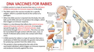 DNA VACCINES FOR RABIES
• A DNA vaccine is a type of vaccine that uses a small piece
of DNA to stimulate an immune response in the body.
• The DNA used in the vaccine encodes for a specific
antigen, which is a protein found on the surface of a
pathogen.
• When the DNA vaccine is injected into the body, the cells
take up the DNA and use it to produce the antigen, which
then triggers an immune response.
• Rabies is a viral disease that affects the central nervous
system of humans and other mammals. It is typically
spread through the saliva of infected animals, most
commonly through bites or scratches. The virus can also
be transmitted through contact with the eyes, nose, or
mouth if infected saliva comes into contact with these
areas.
• A DNA vaccine for rabies is a type of vaccine that uses a
small piece of DNA that encodes the genetic instructions
for producing a protein from the rabies virus.
• This protein is then produced by the cells of the
vaccinated individual, which triggers an immune response
and produces immunity against the virus.
 
