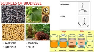 SOURCES OF BIODIESEL
• RAPESEED
• JATROPHA
• SOYBEAN
• PALM
FATTY ACID
ESTER
 