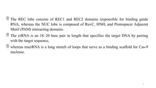 9
 The REC lobe consists of REC1 and REC2 domains responsible for binding guide
RNA, whereas the NUC lobe is composed of RuvC, HNH, and Protospacer Adjacent
Motif (PAM) interacting domains.
 The crRNA is an 18–20 base pair in length that specifies the target DNA by pairing
with the target sequence,
 whereas tracrRNA is a long stretch of loops that serve as a binding scaffold for Cas-9
nuclease.
 